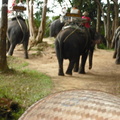 20090417 Half Day Safari - Elephant  35 of 42 